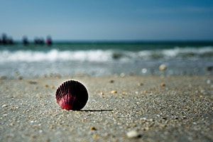 rote Muschel