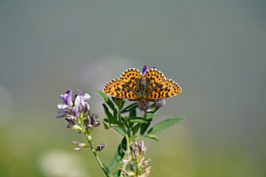 Landung auf Wiesenblumen