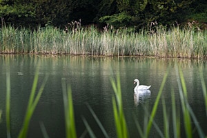 Schwan Schwan