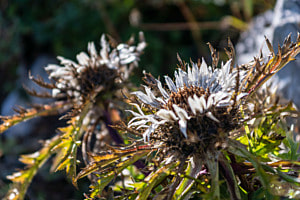 Silberdistel