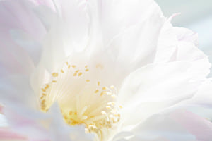 Kaktusblüte Kaktusblüte