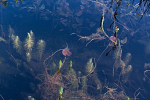 Teich