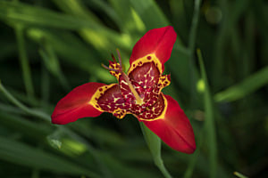 Tigerblume