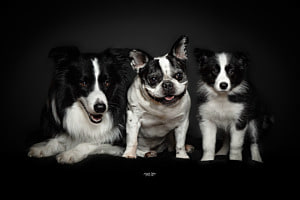 das Trio im Studio das Trio im Studio