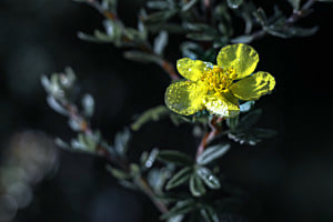 Regentropfen