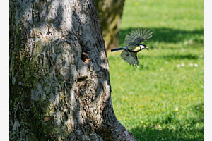 Abfall Entsorgung aus dem Nest Abfall Entsorgung aus dem Nest