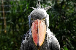 Vogelportrait