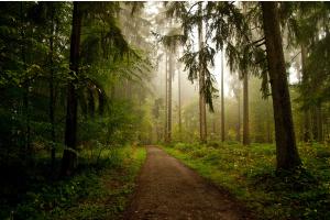 Waldweg Waldweg