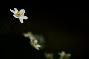 Waldboden im Frühling