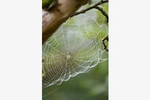 Warten im Garten