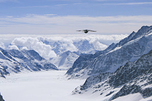 Bird Enjoying Aletsch Panorama