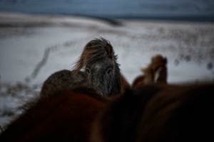 Wild Horses Wild Horses