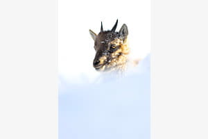 Steinbock im Schnee Steinbock im Schnee