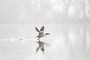 Gänsesäger im Flug Gänsesäger im Flug