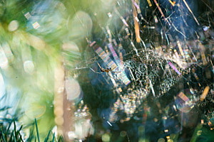 Spidey senses