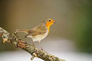 Rotkehlchen Rotkehlchen