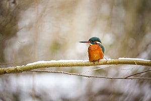 Eisvogel im Schnee Eisvogel im Schnee