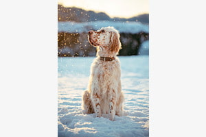 Sunset Snowfall Sunset Snowfall