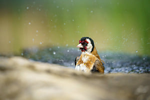 Splish Splash Splish Splash