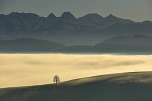 Solitärbaum