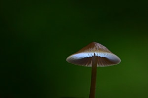 Pilz Season