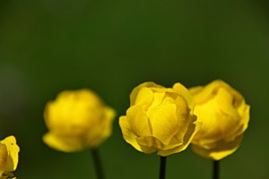 Troll Blume