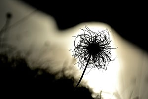 Gegenlicht 