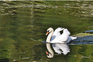 Fais moi cygne Fais moi cygne