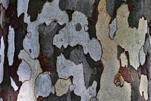 Baumrinde