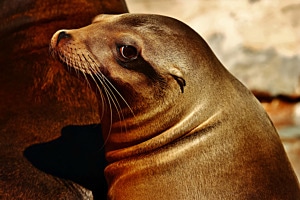 Seelöwe