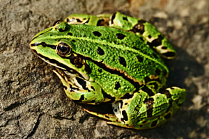 Wasserfrosch
