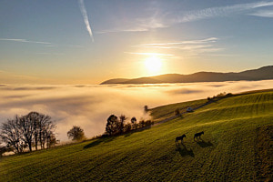 Nebel