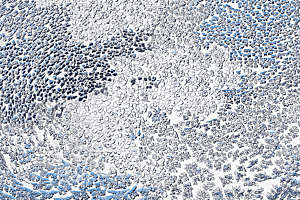 Eiskristalle