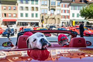 Ferrari dog