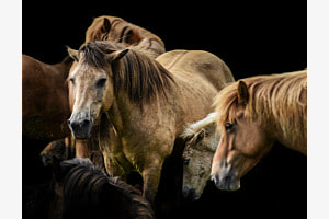 Icelandic Horse