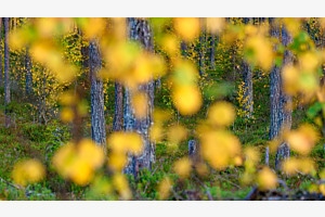 Birkenwald Birkenwald