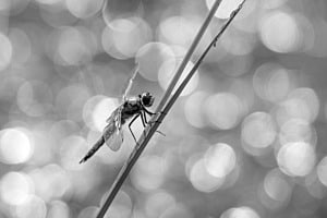 Libelle Libelle
