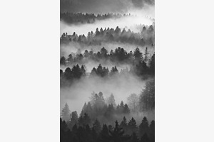 Nebelwald