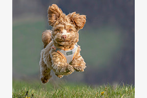 Im Flug
