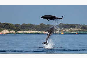 Delphin in Kroatien
