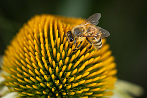 Blume