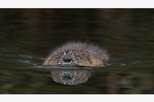 Wasser als Spiegel
