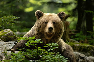 Wilder Bär Wilder Bär