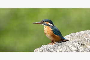 Eisvogel an der Aare