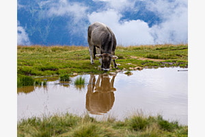Reflection
