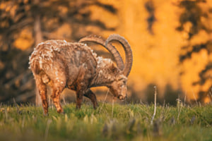 Steinbock im Sonnenuntergang