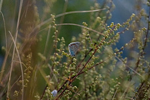 Repos du papillon
