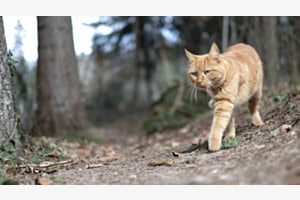 Waldkatze