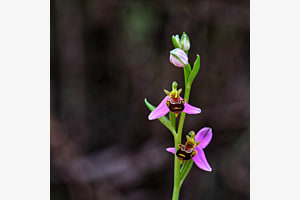 Orchys abeille