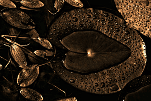 Gouttes de pluie sur nénuphar
